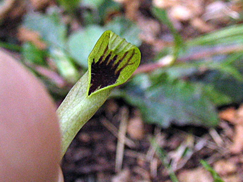 Aristolochia lutea